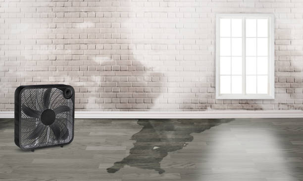 Best Water damage repair service  in Nashville, GA
